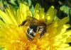Andrena nitida